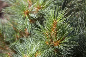 Pinus strobus 'Macopin'