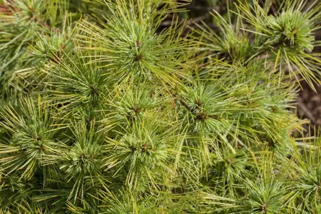 Pinus strobus 'Minima' - 20-25 CM C2.5 - image 2