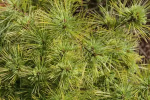 Pinus strobus 'Minima' - 20-25 CM C2.5 - image 2