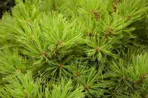 Pinus strobus 'Minima' - 20-25 CM C2.5 - image 3