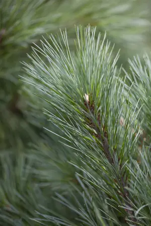 Pinus strobus 'Minuta' - 25-30 CM C7.5 - image 1