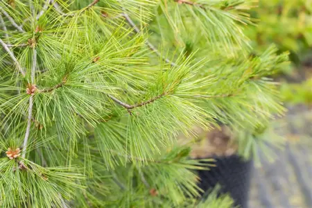 Pinus strobus 'Pendula' - 175-200 CM C65 - image 2