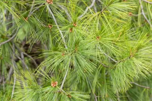 Pinus strobus 'Pendula' - 175-200 CM C65 - image 3