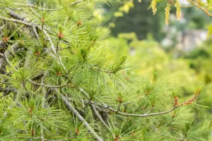 Pinus strobus 'Pendula' - 175-200 CM C65 - image 4
