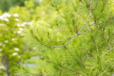 Pinus strobus 'Pendula' - 175-200 CM C65 - image 5