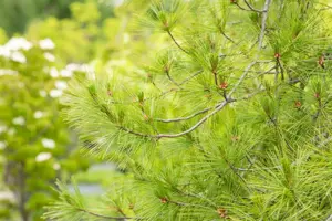 Pinus strobus 'Pendula' - 175-200 CM C65 - image 5