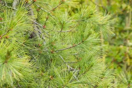 Pinus strobus 'Pendula' - 175-200 CM 45 L - image 1