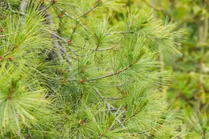 Pinus strobus 'Pendula' - 175-200 CM 45 L - image 5