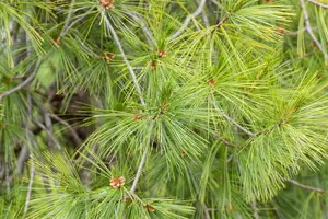 Pinus strobus 'Pendula' - 175-200 CM 45 L - image 3