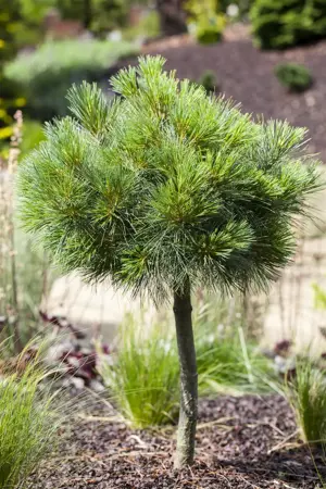 Pinus strobus 'Radiata' - 30-40 CM C7.5 - image 4