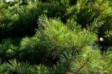 Pinus strobus 'Radiata' - 30-40 CM C7.5 - image 5
