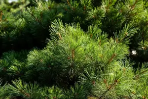 Pinus strobus 'Radiata' - 30-40 CM C7.5 - image 5