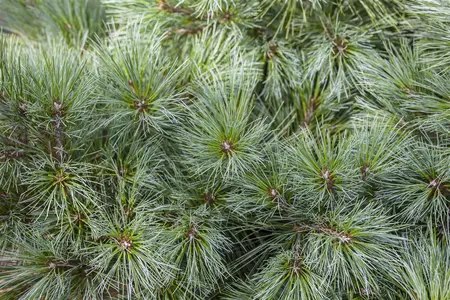 Pinus strobus 'Radiata' - 30-40 CM RB - image 3