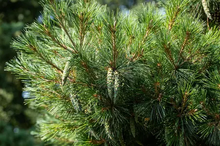 Pinus strobus 'Radiata' - 40 CM STEM C7.5 - image 5