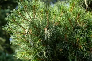 Pinus strobus 'Radiata' - 40 CM STEM C7.5 - image 5