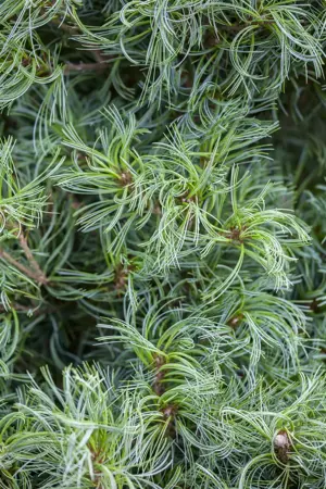 Pinus strobus 'Tiny Curls' - 25-30 CM C5 - image 1