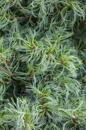 Pinus strobus 'Tiny Curls' - 15-20 CM C2 - image 1