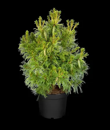 Pinus strobus 'Tiny Curls' - 25-30 CM C5 - image 4
