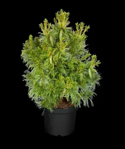 Pinus strobus 'Tiny Curls' - 25-30 CM C5 - image 4