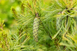 Pinus strobus 'Tiny Curls' - 25-30 CM C5 - image 2