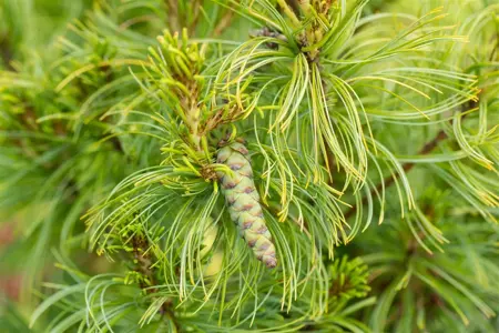 Pinus strobus 'Tiny Curls' - 25-30 CM C5 - image 3
