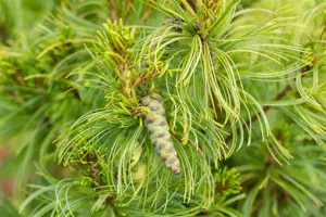 Pinus strobus 'Tiny Curls' - 25-30 CM C5 - image 3