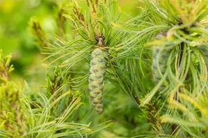 Pinus strobus 'Tiny Curls' - 15-20 CM C2 - image 2