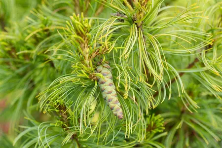 Pinus strobus 'Tiny Curls' - 15-20 CM C2 - image 3