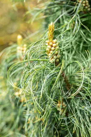 Pinus strobus 'Torulosa' - 200-225 CM C50 - image 1