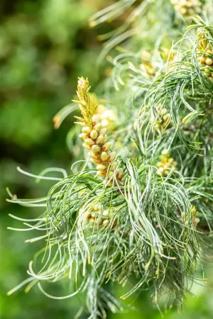 Pinus strobus 'Torulosa' - 200-225 CM C50 - image 2
