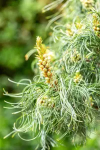 Pinus strobus 'Torulosa' - 200-225 CM C50 - image 2