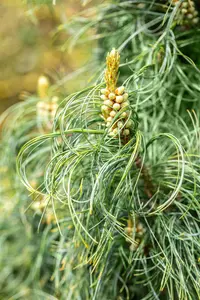 Pinus strobus 'Torulosa' - 225-250 CM C70 - image 3