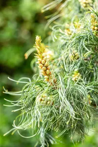 Pinus strobus 'Torulosa' - 225-250 CM C70 - image 2