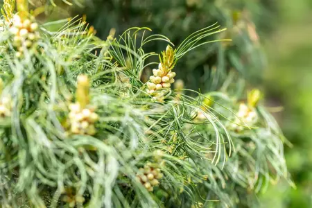 Pinus strobus 'Torulosa' - 200-225 CM C50 - image 3