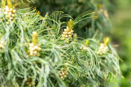 Pinus strobus 'Torulosa' - 225-250 CM C70 - image 3