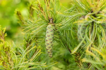Pinus strobus 'Wiggles' - SOLITAIR 60-80 CM C45 - image 2