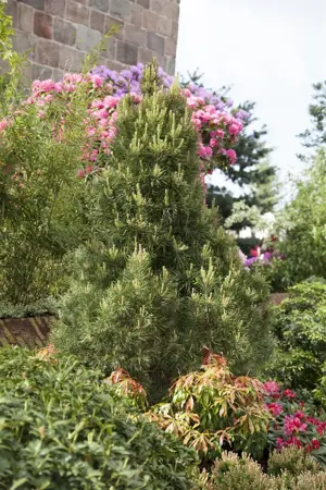Pinus sylvestris 'Globosa Viridis' - 40-50 CM C7.5 - image 1