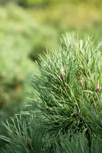 Pinus sylvestris 'Globosa Viridis' - 40-50 CM C7.5 - image 3