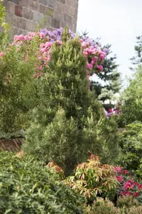 Pinus sylvestris 'Globosa Viridis'