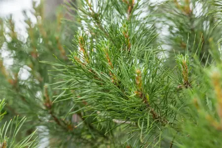 Pinus sylvestris 'Globosa Viridis' - 40-50 CM C7.5 - image 5