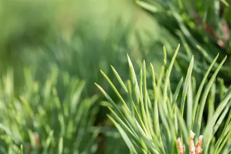 Pinus sylvestris 'Globosa Viridis' - 60-80 CM C7.5 - image 4