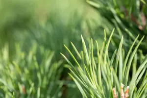 Pinus sylvestris 'Globosa Viridis' - 60-80 CM C7.5 - image 4