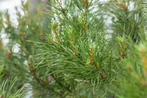 Pinus sylvestris 'Globosa Viridis' - 60-80 CM C7.5 - image 5