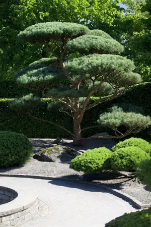 Pinus sylverstris 'Glauca' - 175-200 CM RB - image 3