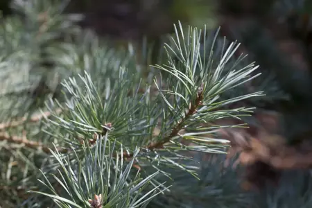 Pinus sylverstris 'Glauca' - 175-200 CM RB - image 1