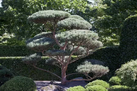Pinus sylverstris 'Glauca' - 175-200 CM RB - image 2