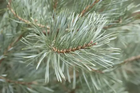 Pinus sylverstris 'Glauca' - 175-200 CM RB - image 4