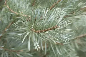Pinus sylverstris 'Glauca' - 175-200 CM RB - image 4