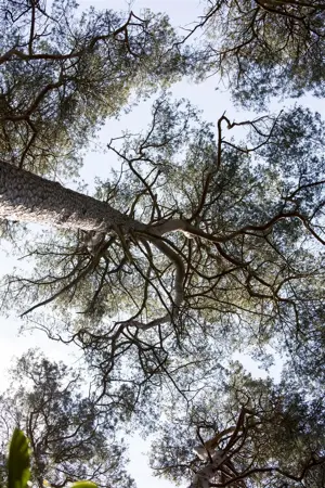 Pinus sylvestris - P9 - image 2