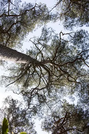 Pinus sylvestris - MULTISTEM 300-350 CM CONT - image 2